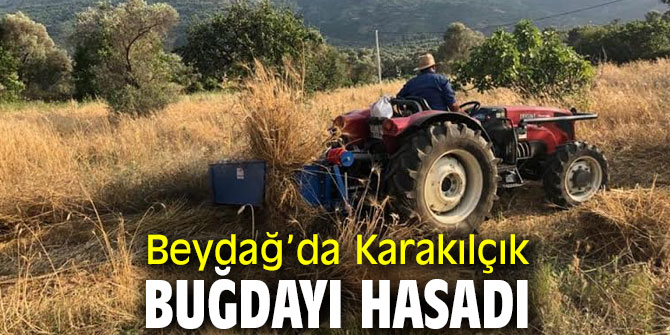Beydağ’da Karakılçık Buğdayı Hasadı Başladı!