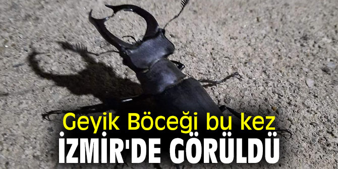 İzmir'de Geyik Böceği görüldü!