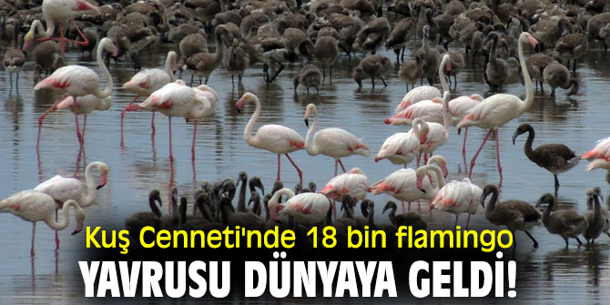 İzmir Kuş Cenneti'nde 18 bin flamingo yavrusu dünyaya geldi!