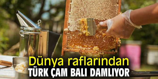 Dünyada çam balı üretiminin yüzde 90’ı Türkiye’den