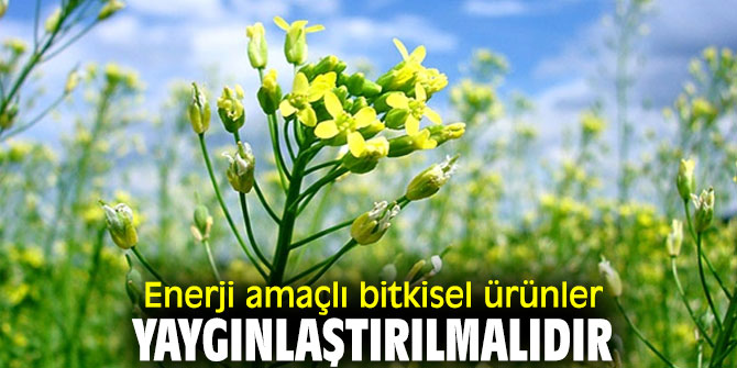  “Enerji amaçlı bitkisel ürünler yaygınlaştırılmalıdır"