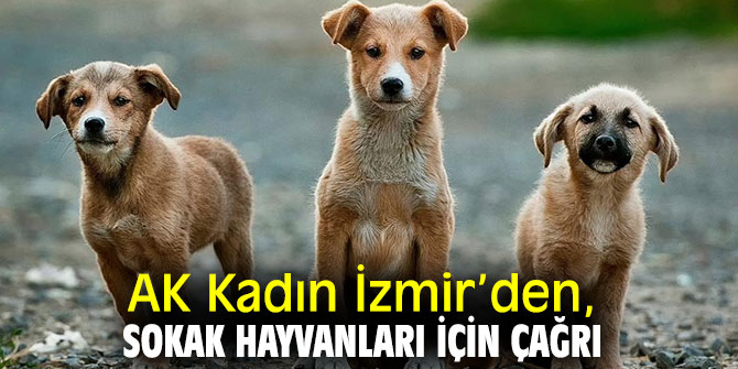 AK Kadın İzmir’den çağrı! Haydi sen de bir kap su, bir kap mama bırak