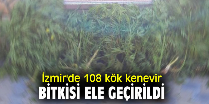 İzmir'de uyuşturucu operasyonu! 108 kök kenevir bitkisi ele geçirildi