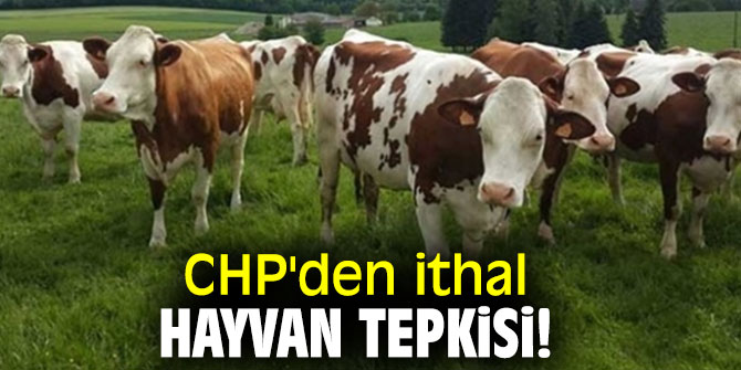 CHP'den ithal hayvan tepkisi!