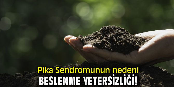 Dikkat! Pika Sendromunun nedeni beslenme yetersizliği!