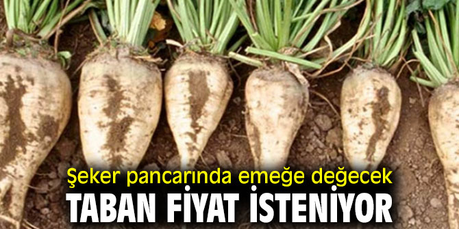 Şeker pancarında emeğe değecek taban fiyat isteniyor