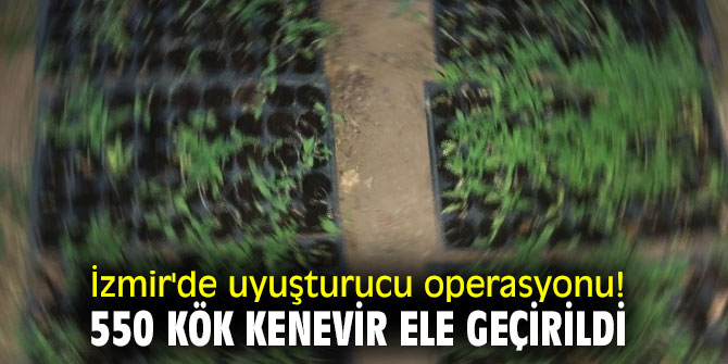 İzmir'de uyuşturucu operasyonu! 550 kök kenevir ele geçirildi
