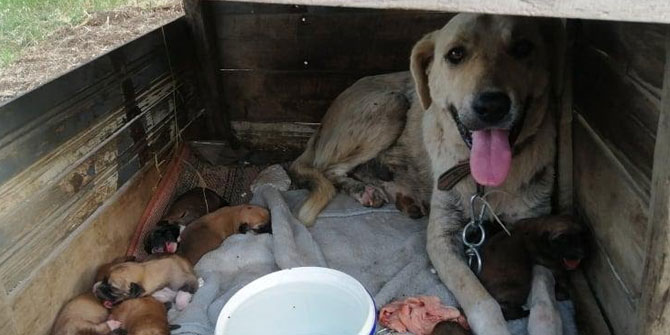 Polis Memurundan Örnek Hayvan Sevgisi