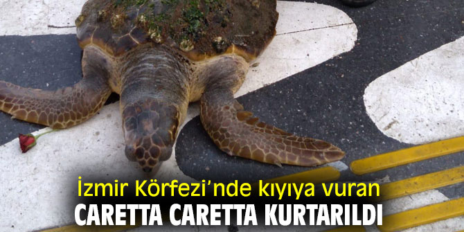 Kıyıya vuran caretta caretta kurtarıldı