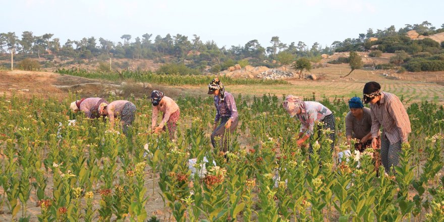 Muğlalı üreticiler destek bekliyor!