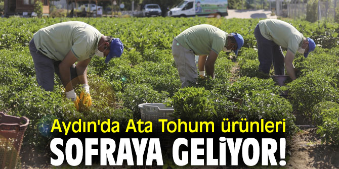 Aydın'da Ata Tohum ürünleri sofraya geliyor!
