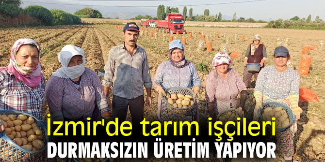 İzmir'de tarım işçileri durmaksızın üretim yapıyor