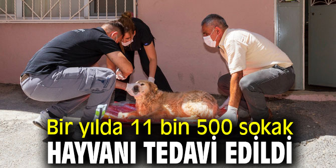 Sokak hayvanlarına acil müdahale aracı beşe çıkarıldı