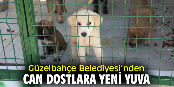 Güzelbahçe'de Can Dostlara Yeni Yuva