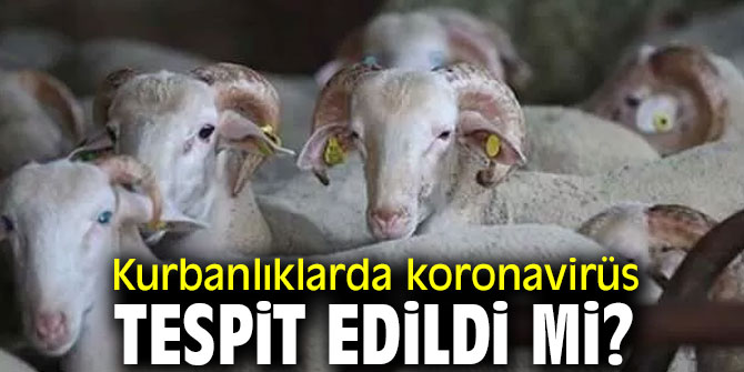 Dikkat! Kurbanlıklarda koronavirüs tespit edildi mi?