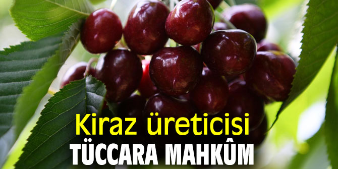 Kiraz üreticisi tüccara mahkûm