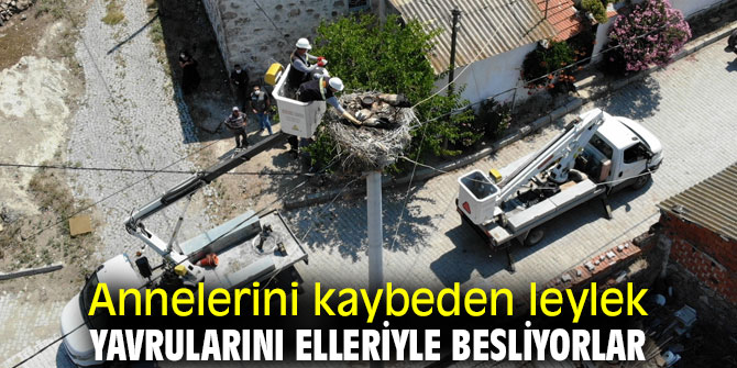 Yavrulara günde 3 öğün balık ve su veriyorlar