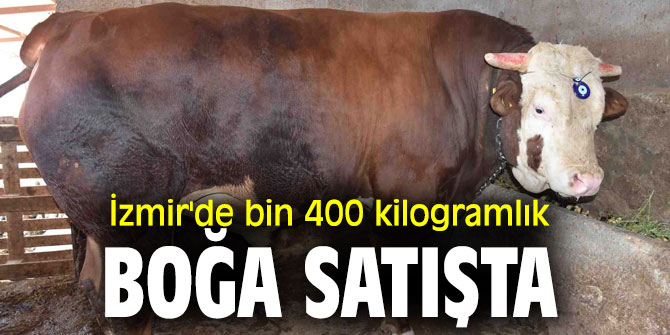 İzmir'de bin 400 kilogramlık boğa satışta