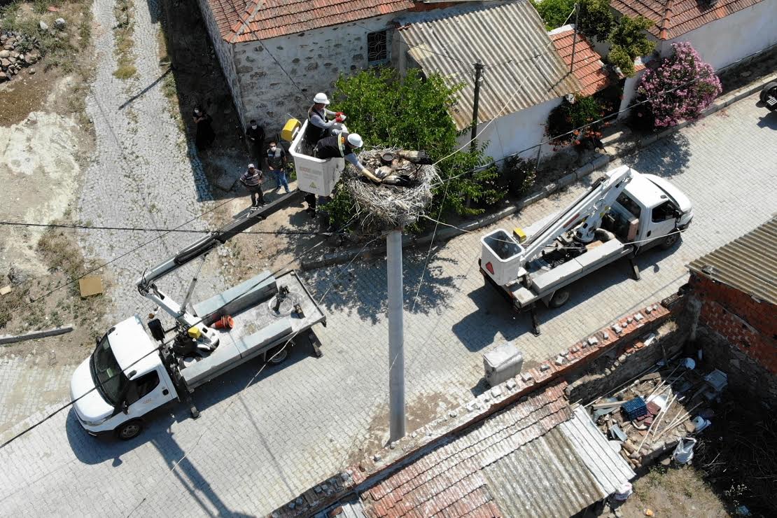 Annelerini kaybeden leylek yavrularını elleriyle besliyorlar