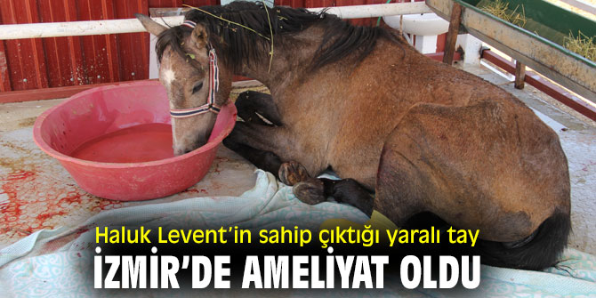 Ünlü sanatçı Haluk Levent’in sahip çıktığı yaralı tay, İzmir’de ameliyat oldu