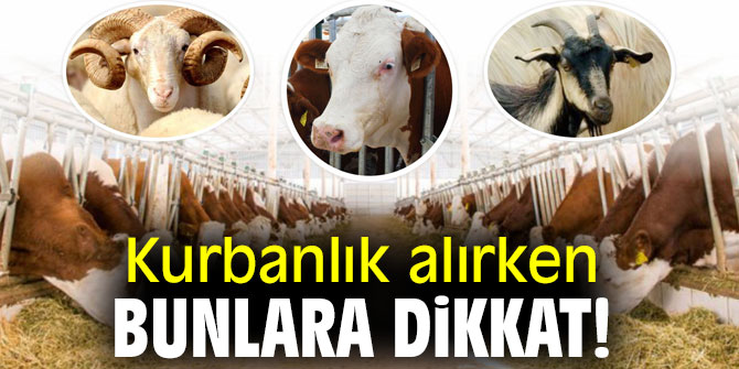  Kurbanlık hayvan alırken bunlara dikkat!