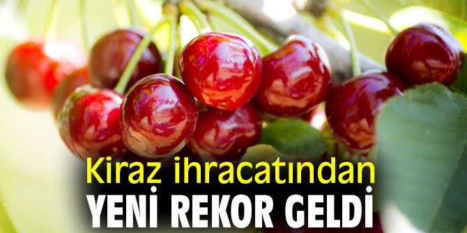 Türk kirazını en çok Almanlar ve Ruslar tercih etti