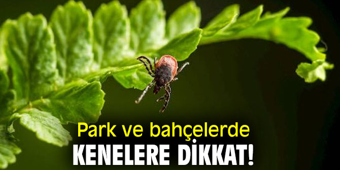 Uzmanı uyardı! Park ve bahçelerde kenelere dikkat!