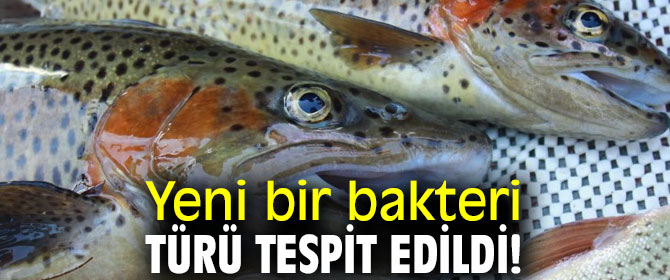 Yeni bir bakteri türü keşfedildi!