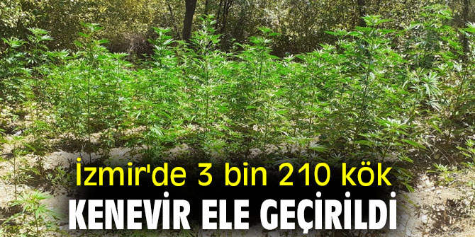 İzmir'de uyuşturucu operasyonu! 3 bin 210 kök kenevir ele geçirildi