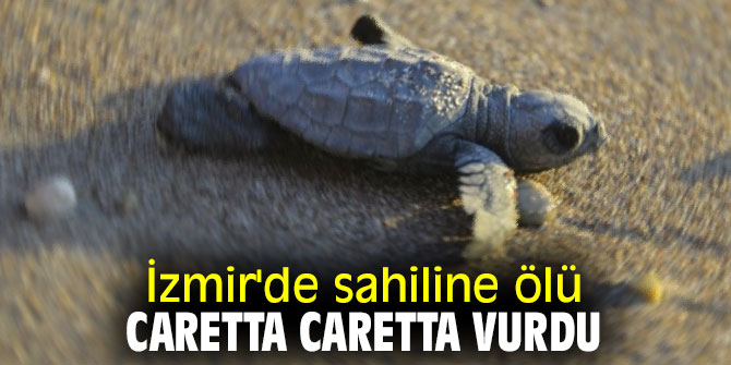 İzmir'de sahiline ölü Caretta Caretta vurdu