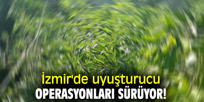 İzmir'de uyuşturucu operasyonları sürüyor! 254 kök Hint keneviri ele geçirildi!