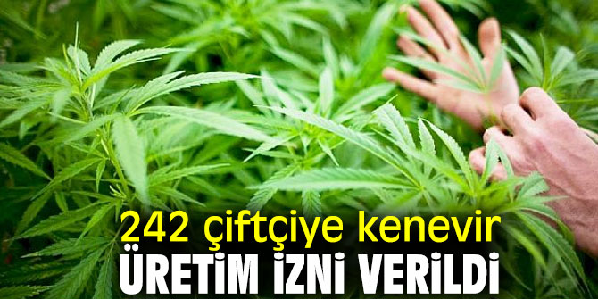242 çiftçi kenevir üretecek!