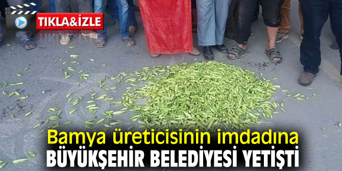 Bamya üreticisinin imdadına Büyükşehir Belediyesi yetişti