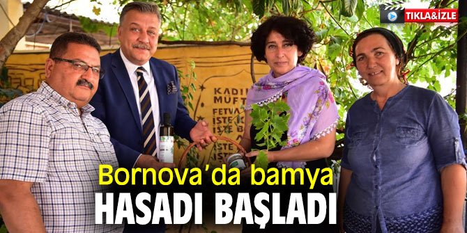  Kınalı Bornova Bamyası’nda hasat başladı
