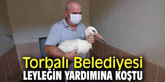 Yaralı leyleğe Torbalı Belediyesi sahip çıktı