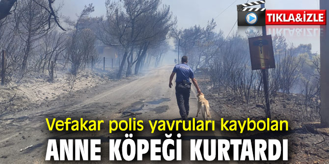 Polis yavruları kaybolan anne köpeği kurtardı!
