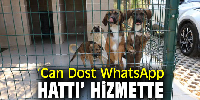 ‘Can Dost WhatsApp Hattı’ Hizmete girdi!