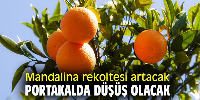 Pandemi narenciye ürünlerinin yıldızını parlatacak