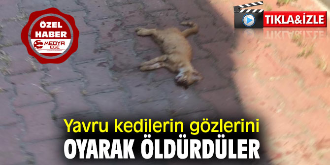 Yavru kedilerin gözlerini oyarak öldürdüler