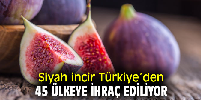 Siyah incir 45 ülkeye ihraç ediliyor