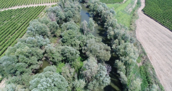 Nehirdeki adacık kenevir bahçesi yapılmış!