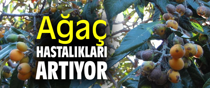 Gözlem Bahçesi uygulamasına geçilmeli