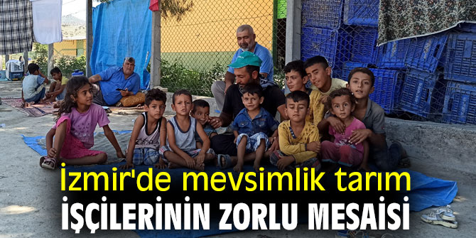 İzmir'de mevsimlik tarım işçilerinin zorlu mesaisi