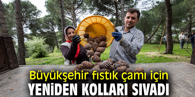 Büyükşehir fıstık çamı için yeniden kolları sıvadı