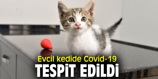 Evcil kedide Covid-19 tespit edildi