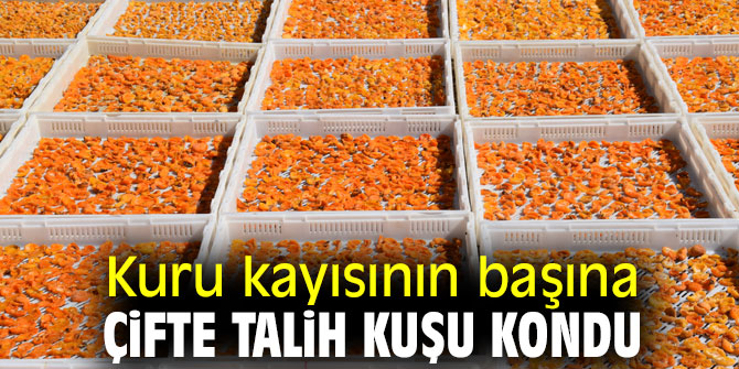 Malatya kayısısını altın gibi değerli yapacak proje start aldı