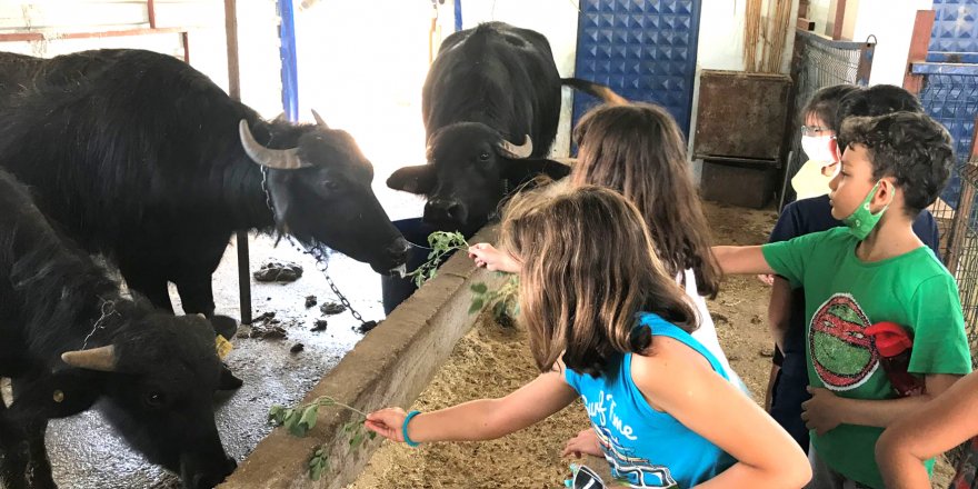 Oğuzhan Özkaya Eğitim Kurumları'ndan öğrencilere manda yetiştiriciliği
