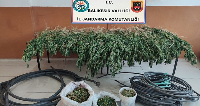 Jandarmadan uyuşturucu operasyonu