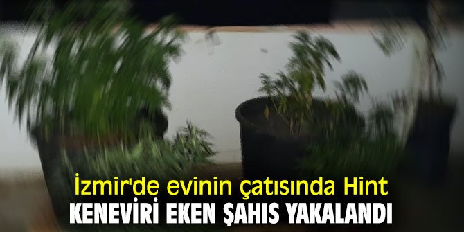 İzmir'de evinin çatısında Hint keneviri eken şahıs yakalandı