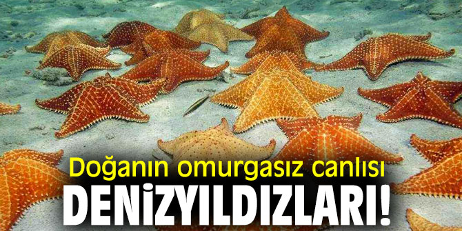 Doğanın omurgasız canlısı Denizyıldızları!